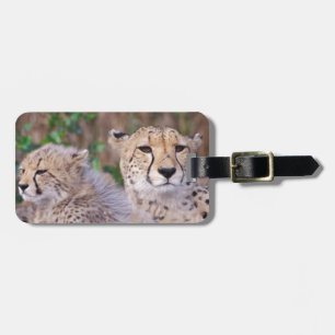 Africa, South Africa, Tswalu Reserve. Cheetahs Luggage Tag