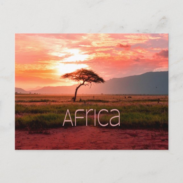 Africa Sunset African Postcard (Front)