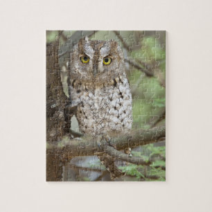 Africa. Tanzania. African Scops Owl at Tarangire 2 Jigsaw Puzzle
