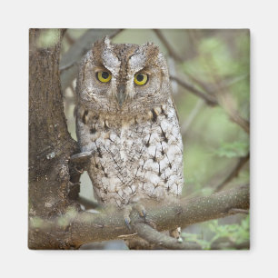 Africa. Tanzania. African Scops Owl at Tarangire 2 Magnet