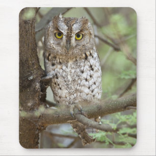 Africa. Tanzania. African Scops Owl at Tarangire 2 Mouse Mat