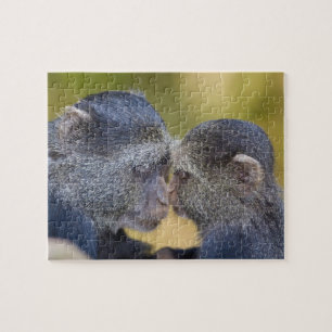 Africa. Tanzania. Blue Monkey mother with young Jigsaw Puzzle