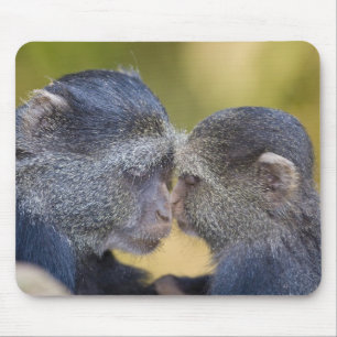 Africa. Tanzania. Blue Monkey mother with young Mouse Mat