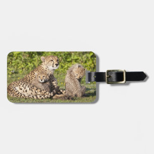 Africa. Tanzania. Cheetah mother and cubs 2 Luggage Tag