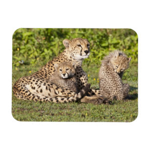 Africa. Tanzania. Cheetah mother and cubs 2 Magnet