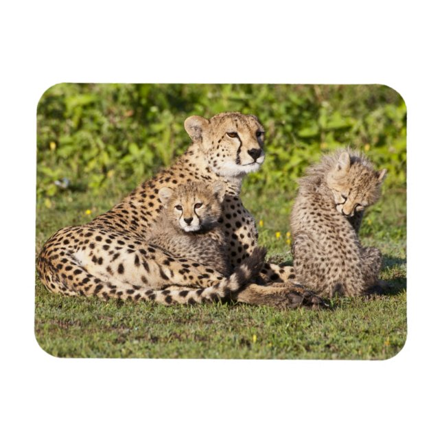 Africa. Tanzania. Cheetah mother and cubs 2 Magnet (Horizontal)
