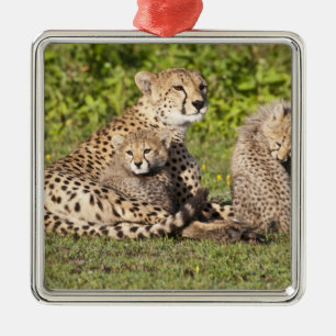 Africa. Tanzania. Cheetah mother and cubs 2 Metal Tree Decoration