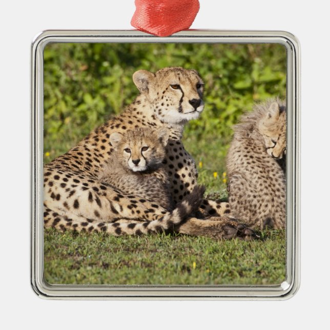 Africa. Tanzania. Cheetah mother and cubs 2 Metal Tree Decoration (Front)
