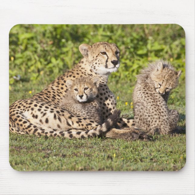 Africa. Tanzania. Cheetah mother and cubs 2 Mouse Mat (Front)