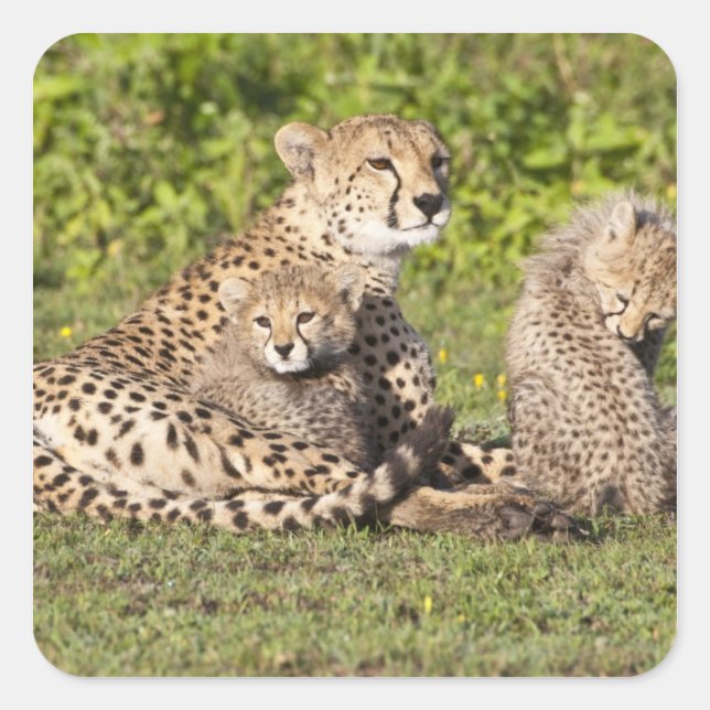 Africa. Tanzania. Cheetah mother and cubs 2 Square Sticker (Front)