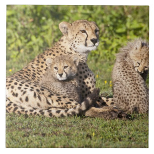 Africa. Tanzania. Cheetah mother and cubs 2 Tile