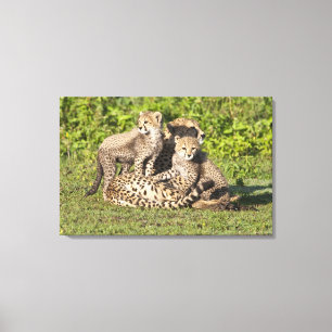 Africa. Tanzania. Cheetah mother and cubs Canvas Print