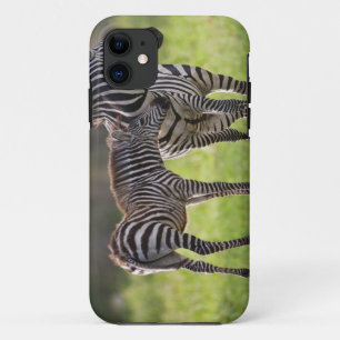 Africa. Tanzania. Common Zebra mother and baby iPhone 11 Case