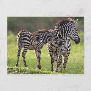 Africa. Tanzania. Common Zebra mother and baby Postcard