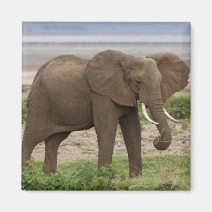 Africa. Tanzania. Elephant at Lake Manyara NP. Magnet