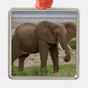 Africa. Tanzania. Elephant at Lake Manyara NP. Metal Tree Decoration