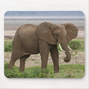 Africa. Tanzania. Elephant at Lake Manyara NP. Mouse Mat
