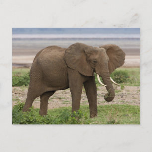 Africa. Tanzania. Elephant at Lake Manyara NP. Postcard