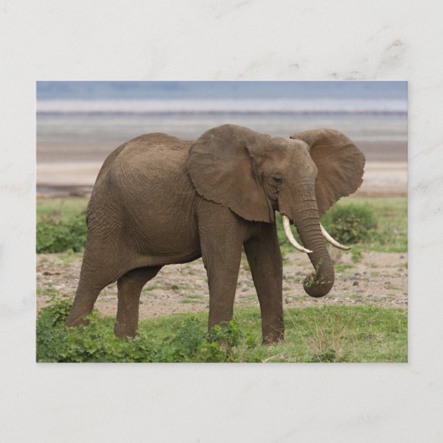Africa. Tanzania. Elephant at Lake Manyara NP. Postcard (Front)