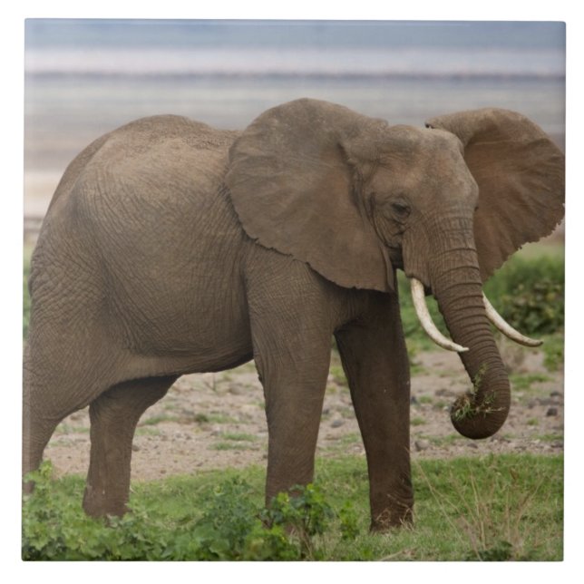 Africa. Tanzania. Elephant at Lake Manyara NP. Tile (Front)