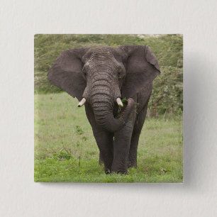 Africa Tanzania Elephant at Ngorongoro Crater 15 Cm Square Badge