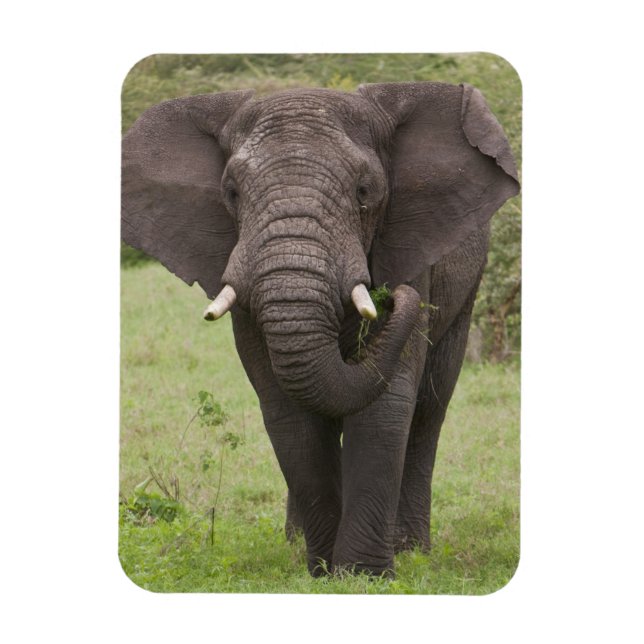 Africa Tanzania Elephant at Ngorongoro Crater Magnet (Vertical)