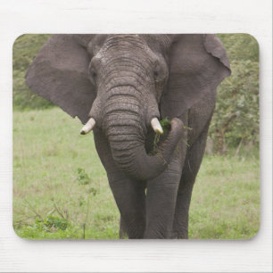 Africa Tanzania Elephant at Ngorongoro Crater Mouse Mat