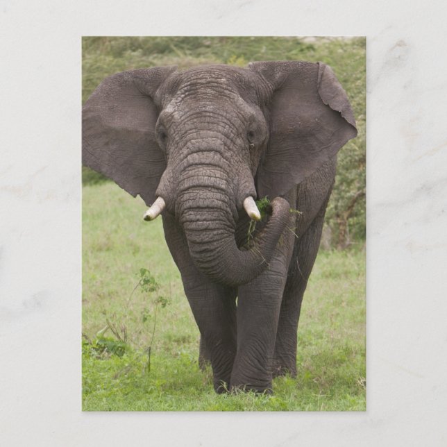 Africa Tanzania Elephant at Ngorongoro Crater Postcard (Front)
