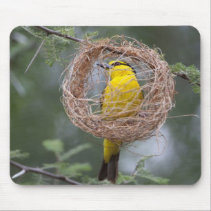 Africa. Tanzania. Female Black-Necked Weaver Mouse Mat