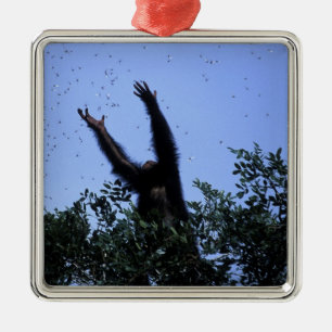 Africa, Tanzania, Glitter reaches for flying Metal Tree Decoration