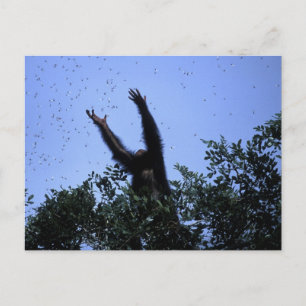 Africa, Tanzania, Glitter reaches for flying Postcard