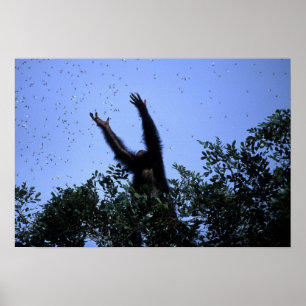 Africa, Tanzania, Glitter reaches for flying Poster