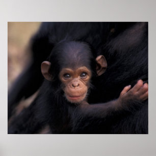 Africa, Tanzania, Gombe Nat'l Park,  Flirt, a Poster