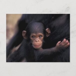 Africa, Tanzania, Gombe Nat'l Park Postcard