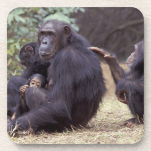 Africa, Tanzania, Gombe NP Infant female Coaster