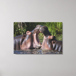 Africa. Tanzania. Hippopotamus sparring Canvas Print
