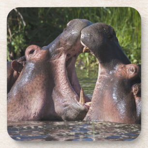 Africa. Tanzania. Hippopotamus sparring Coaster
