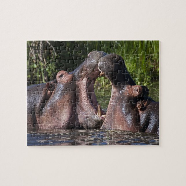Africa. Tanzania. Hippopotamus sparring Jigsaw Puzzle (Horizontal)