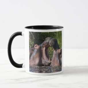 Africa. Tanzania. Hippopotamus sparring Mug