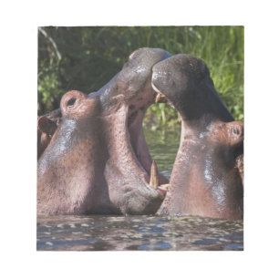 Africa. Tanzania. Hippopotamus sparring Notepad