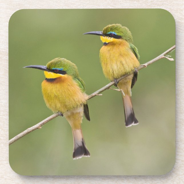Africa. Tanzania. Little Bee Eaters at Manyara Coaster (Front)