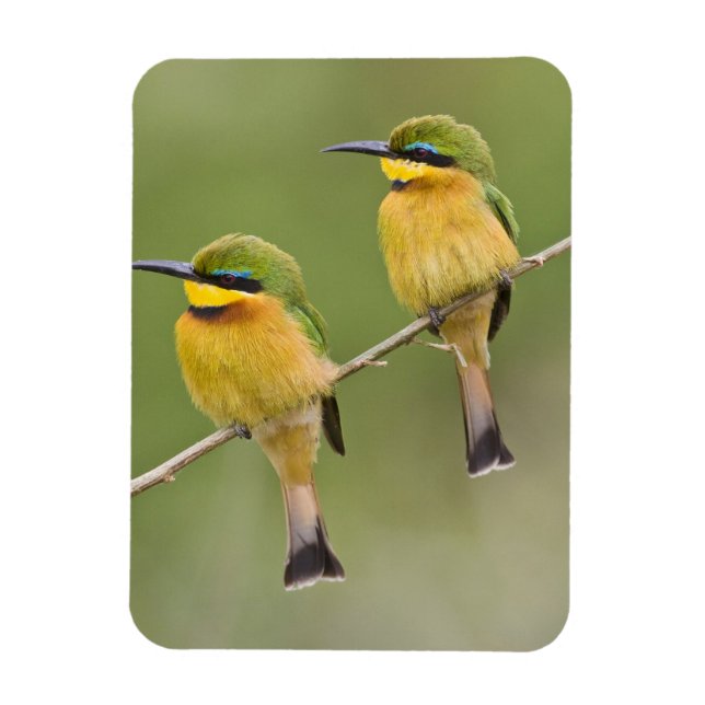 Africa. Tanzania. Little Bee Eaters at Manyara Magnet (Vertical)