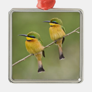 Africa. Tanzania. Little Bee Eaters at Manyara Metal Tree Decoration