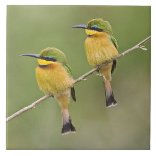 Africa. Tanzania. Little Bee Eaters at Manyara Tile