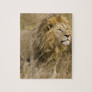 Africa. Tanzania. Male Lion at Ngorongoro Jigsaw Puzzle