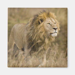 Africa. Tanzania. Male Lion at Ngorongoro Magnet