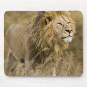 Africa. Tanzania. Male Lion at Ngorongoro Mouse Mat