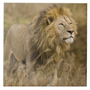 Africa. Tanzania. Male Lion at Ngorongoro Tile
