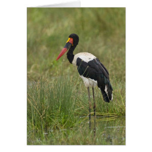 Africa. Tanzania. Male Saddle-billed Stork