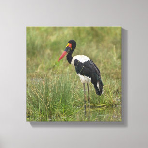 Africa. Tanzania. Male Saddle-billed Stork Canvas Print